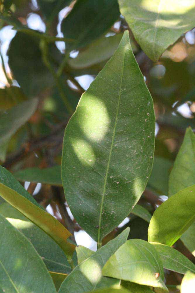              Unifoliolate leaf (Riverside, CA)       